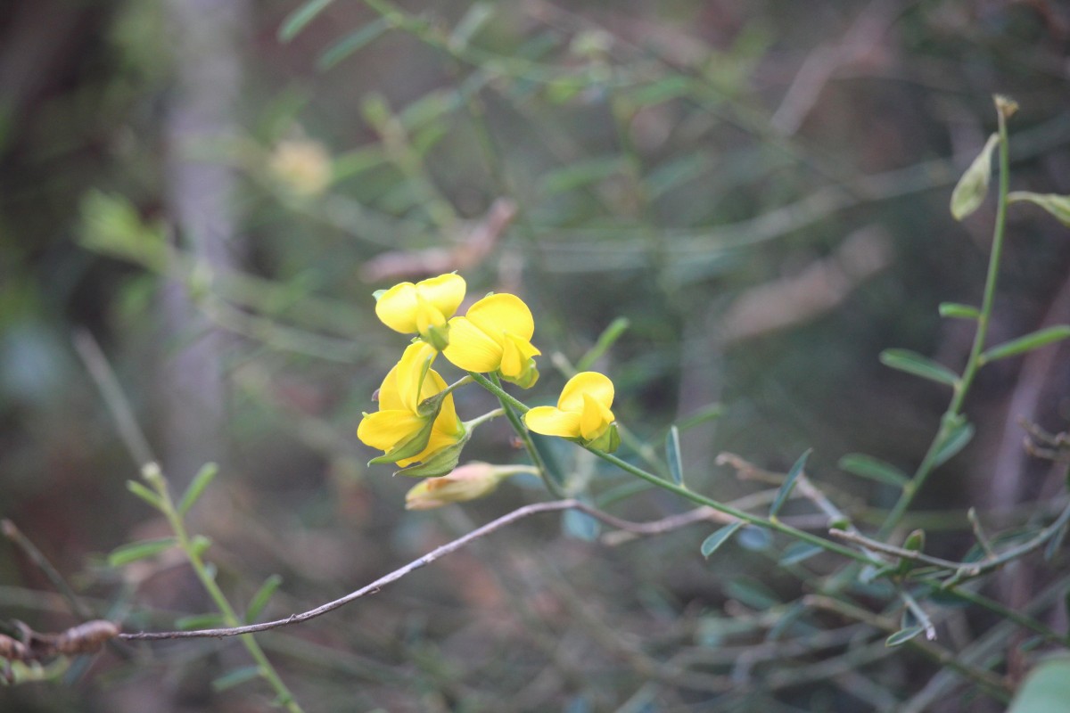 Crotalaria albida B.Heyne ex Roth